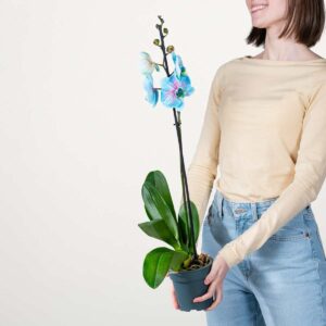 Phalaenopsis 'I Am Bubblegum'