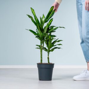 Drachenbaum 'Cintho' M