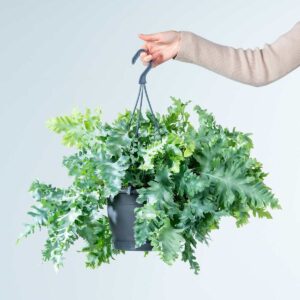 Phlebodium 'Davana' - Ampel