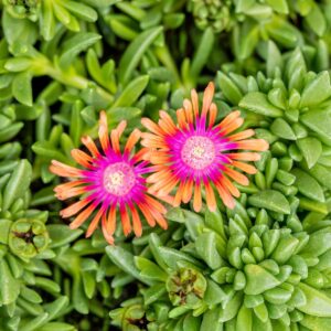 Mittagsblume 'Fire Spinner' - 3 Stück