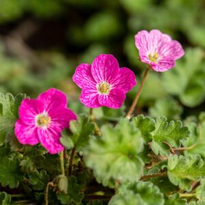 Reiherschnabel 'Bishop's Form' - 3 Stück