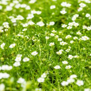 Sternmoos - 3 Stück S