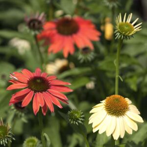 Sonnenhut 'Cheyenne Spirit' - 3 Stück