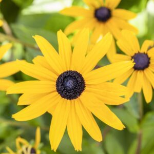 Sonnenhut 'Goldsturm' - 3 Stück