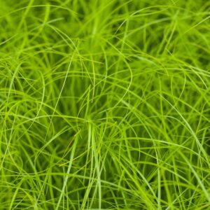 Winkel-Segge - 3 Stück