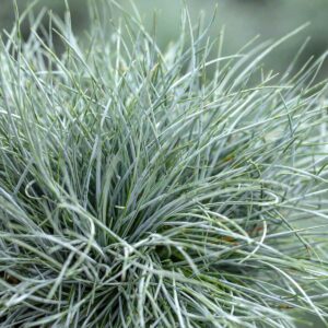 Zwerg-Blauschwingel 'Glaucantha' - 3 Stück