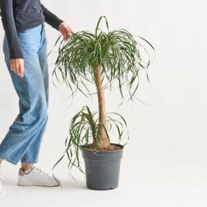 Elefantenfuß 'Beaucarnea' L