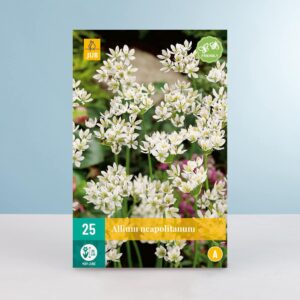 Allium 'Neapolitanum' - 25 Zwiebeln
