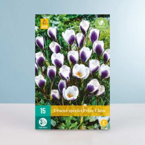 Botanischer Krokus 'Prins Claus' - 15 Knollen
