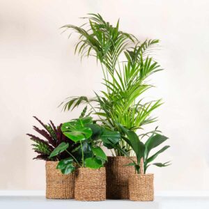 Seegras Körbe Natur 4-er Set