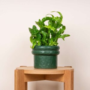 Keramik Übertopf Dunkelgrün - 13 cm