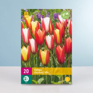 Botanischer Tulpen 'Clusiana' Mix - 20 Zwiebeln