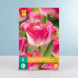 Lilienblütige Tulpe 'Crown of Dynasty' - 5 Zwiebeln