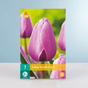 Darwin-Hybrid-Tulpe 'Purple Pride' - 7 Zwiebeln