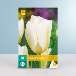 Fosteriana Tulpe 'Purissima' - 10 Zwiebeln
