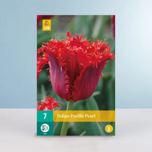 Gefranste-Tulpe 'Pacific Pearl' - 7 Zwiebeln