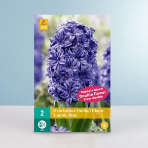 Gefüllte Hyazinthe 'Double Blue' - 2 Zwiebeln