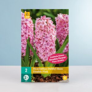 Gefüllte Hyazinthe 'Double Pink' - 2 Zwiebeln
