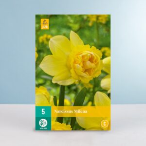 Gefüllte Narzisse 'Milena' - 5 Zwiebeln