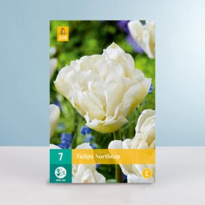 Gefüllte späte Tulpe 'Northcap' - 7 Zwiebeln