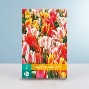 Greigii-Tulpen 'Fun Colours' Mix - 7 Zwiebeln