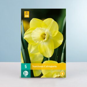 Großblumige Narzisse 'Cairngorm' - 5 Zwiebeln
