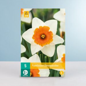 Großblumige Narzisse 'Chromacolor' - 5 Zwiebeln