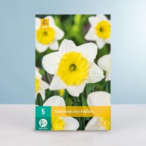 Großblumige Narzisse 'Ice Follies' - 5 Zwiebeln