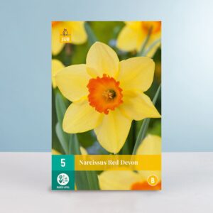 Großblumige Narzisse 'Red Devon' - 5 Zwiebeln