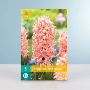 Hyazinthe 'Gypsy Queen' - 5 Zwiebeln