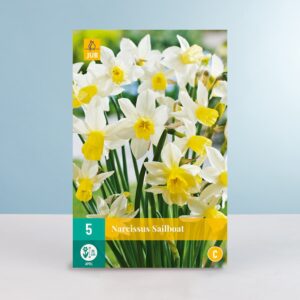 Jonquilla-Narzisse 'Sailboat' - 5 Zwiebeln
