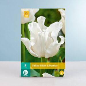 Lilienblütige Tulpe 'White Liberstar' - 5 Zwiebeln