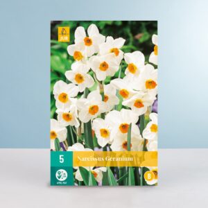 Mini-Narzisse 'Geranium' - 5 Zwiebeln