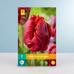 Papageien-Tulpe 'Shining Parrot' - 7 Zwiebeln
