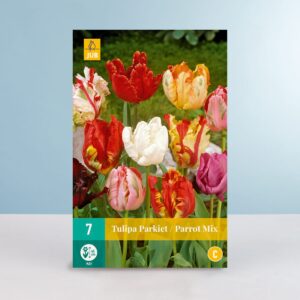 Papageien-Tulpen 'Parrot' Mix - 7 Zwiebeln