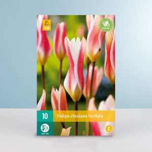 Botanische Tulpe 'Clusiana Stellata' - 10 Zwiebeln