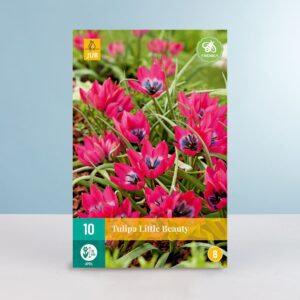 Botanische Tulpe 'Little Beauty' - 10 Zwiebeln