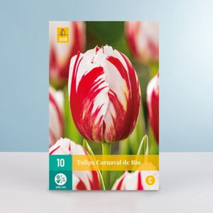 Triumph Tulpe 'Carnaval de Rio' - 10 Zwiebeln