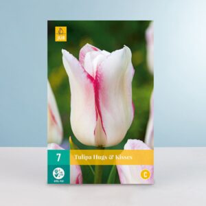 Triumph Tulpe 'Hugs & Kisses' - 7 Zwiebeln
