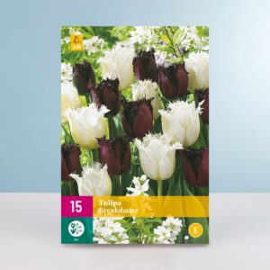 Tulpen 'Breakdance' Mix - 15 Zwiebeln