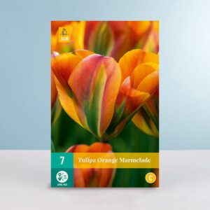 Viridiflora-Tulpe 'Orange Marmelade' - 7 Zwiebeln