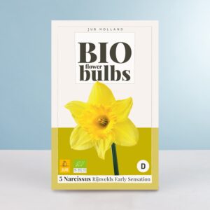 BIO Narzisse 'Rijnvelds Early Sensation' - 5 Zwiebeln