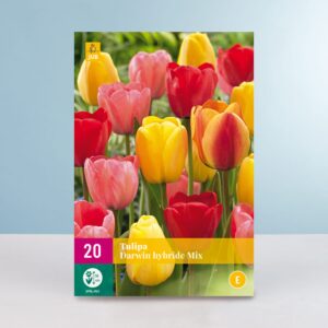 Tulpen 'Darwin Hybrid' Mix - 20 Zwiebeln