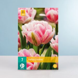 Gefüllte Frühe Tulpe 'Foxtrot' - 7 Zwiebeln