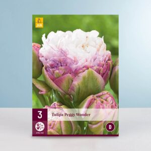 Exklusive Tulpe 'Peggy Wonder' - 3 Zwiebeln