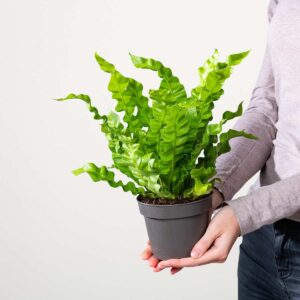 Asplenium 'Crispy Wave'