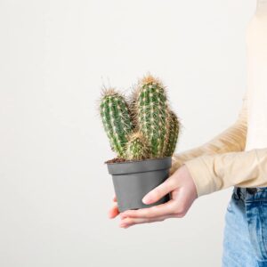 Säulenkaktus 'Pringlei' S