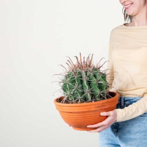 Ferocactus 'Townsendianus'