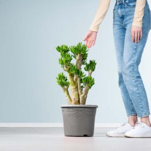 Geldbaum 'Gollum' XL