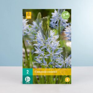 Prärielilie - 2 Zwiebeln